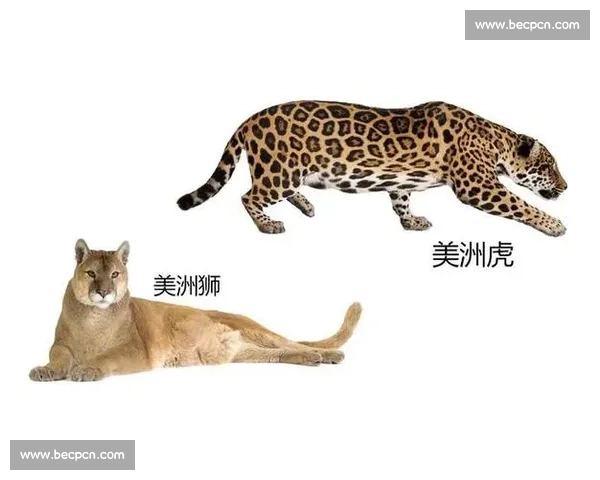 雪豹与美洲狮的生态对比及捕猎能力全解析